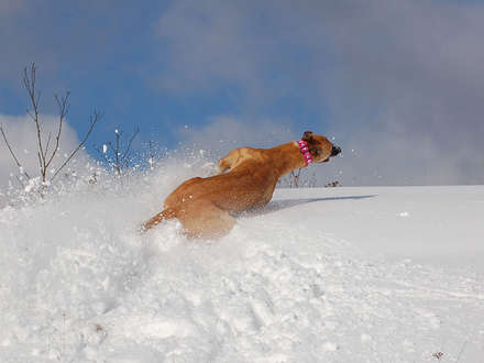 files/_uploads/katatjuta/meine hunde/Choice/6341[1].jpg